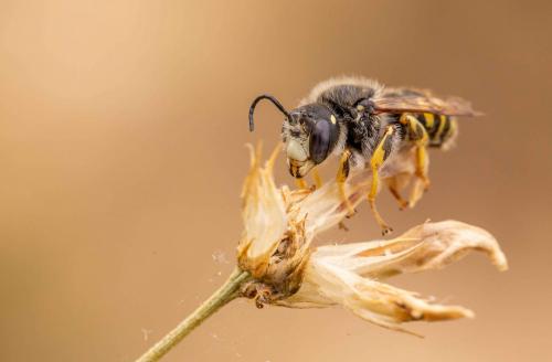Réf. 262 983 : Trachusa interrupta